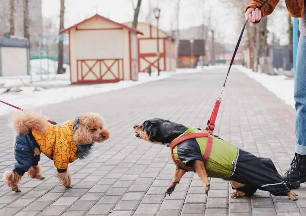 How do Dogs interact with other dog